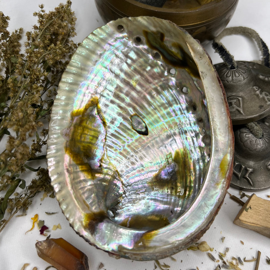 Abalone Shell - Soulfulvibesco