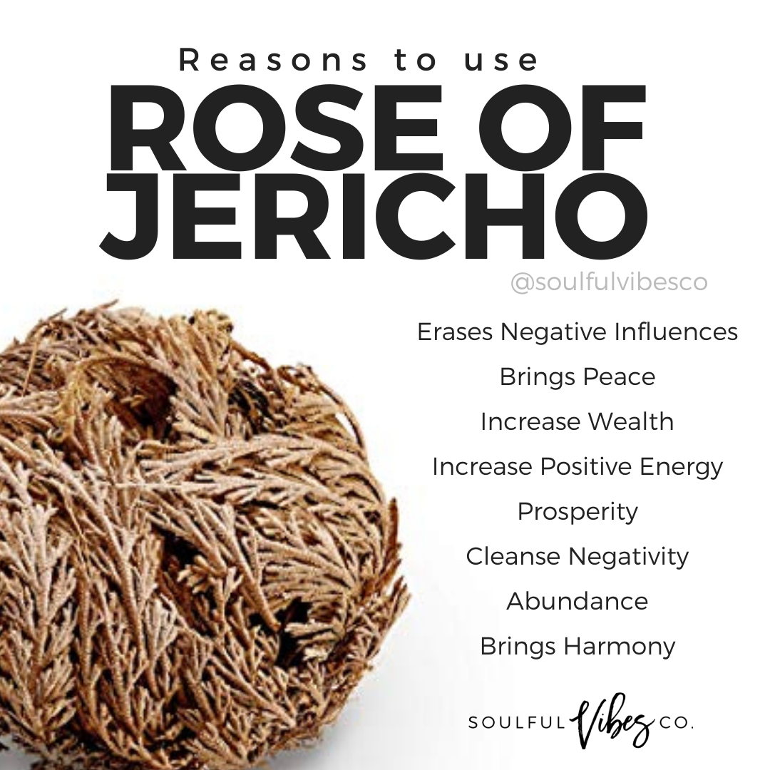 Rose of Jericho Spiritual Uses  